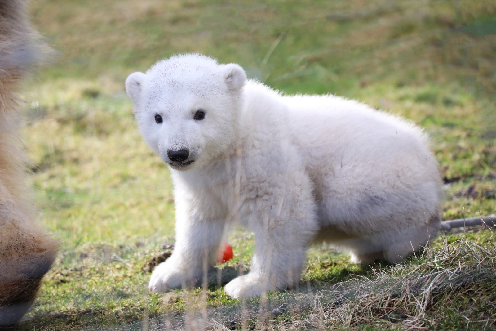 Meet Brodie Scotland s youngest polar bear cub News MFR